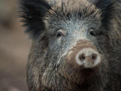 Der Bestand von Wildschweinen soll extrem reduziert werden. Foto: Lino Mirgeler Wildschwein