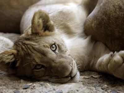 Ein Löwenjunges im Zoo. Foto: Georgios Kefalas/Illustration / Archiv Löwenjunges