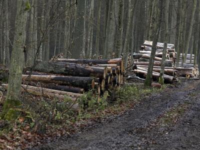 Stämme von gefällten Bäumen liegen im Bialowieza-Urwald nahe dem Dorf Skupowo. Foto: Artur Reszko, PAP Bialowieza-Urwald