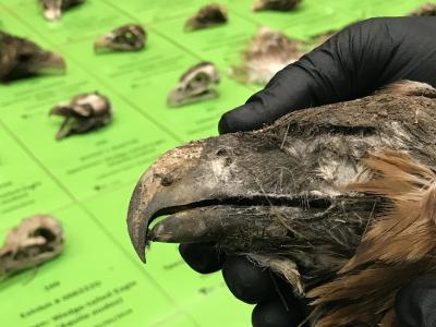 Der Kopf eines der 136 getöteten und unter Artenschutz stehenden Keilschwanzadler. Geschützte Adler tot entdeckt