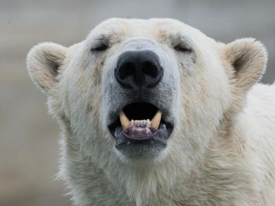 Die Menschen in der Region Arkhangelsk müssen mit einer ungewöhnlichen «Invasion» durch Eisbären leben. Eisbär