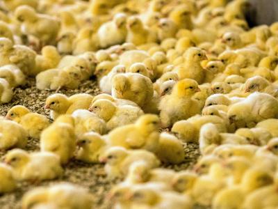 Wenige Tage alte Küken stehen in einem Hähnchenmastbetrieb. Im Streit um das Töten von Millionen männlichen Küken jedes Jahr hoffen Tierschützer auf einen Sieg vor dem Bundesverwaltungsgericht in Leipzig. Küken