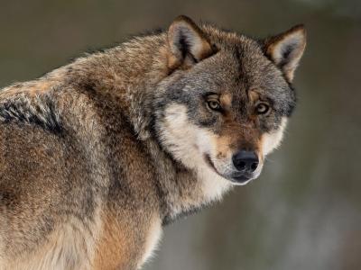 Der Bundesverband der Berufsschäfer begrüßt Pläne, wonach das Abschießen von Problemwölfen erleichtert wird. Wolf