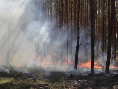 Blick auf einen Waldbodenbrand an der A10 in der Nähe der Anschlussstelle Wolfslake. Waldbrand