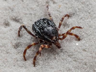 Hyalomma-Zecken können Träger des für Menschen unter Umständen sogar tödlichen Krim-Kongo-Virus sein. Hyalomma-Zecke