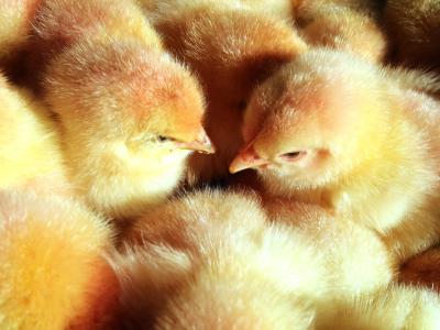 Millionen männlicher Küken werden jährlich vergast, weil ihre Aufzucht unwirtschaftlich ist. Männliche Küken