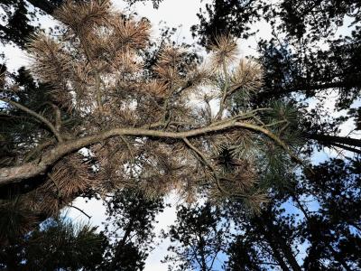 Teilweise braun verfärbt sind die Schwarzkiefern in Deutschlands größtem Schwarzkiefernwald auf dem Volkenberg. Milliardenschaden im Wald befürchtet