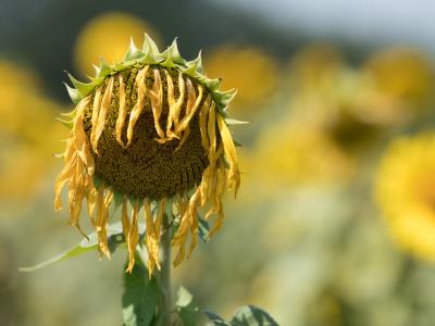 Zu viel Sonne für die Sonnenblume. Sommerhitze