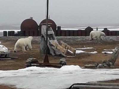 Umherstreunende Eisbären in der Nähe einer Siedlung auf der Tschuktschen-Halbinsel. Eisbär-Alarm am Nordpolarmeer