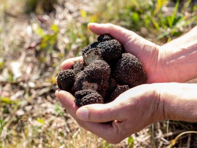 Volle Hände: Experten gute Chancen für den Trüffelanbau in Deutschland. Ernte auf Trüffelplantage