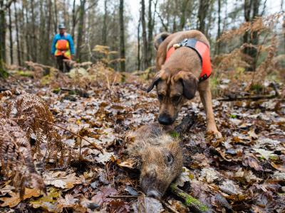 Mischling Otto hat ein Stück Wildschwein aufgespürt, das zum Training ausgelegt wurde. Otto ist ausgebildet, tote Wildschweine aufzuspüren, die auf das Virus 'Afrikanische Schweinepest' (ASP) untersucht werden sollen. Wildschweinkadaver-Suchhund