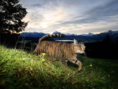 Zum Schutz von Vögeln: Nach Auffassung niederländischer Juristen sollen Katzen nicht mehr umherstreunen dürfen. Katze unterwegs