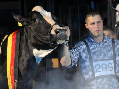 Sie war die Schönste: Landwirt Henrik Wille mit seiner hochdekorierten schwarz-weißen Holstein-Kuh «Lady Gaga». «Lady Gaga»