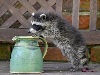 Auch er hat Durst: Ein junger Waschbär erkundet im brandenburgischen Sieversorf einen Garten. Waschbär auf Erkundungstour