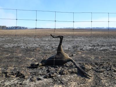 Hunderte Millionen Tiere sind nach vorsichtigen Schätzungen von Wissenschaftlern allein im Bundesstaat New South Wales getötet worden. Totes Känguru