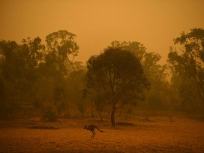 Auf der Flucht vor den Flammen: Ein Känguru im Buschland nahe Canberra. Flucht