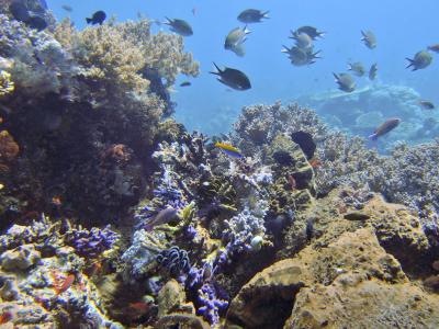 Fische schwimmen an einem Korallenriff vor der indonesischen Komodo-Insel. Kampf um intakte Ozeane