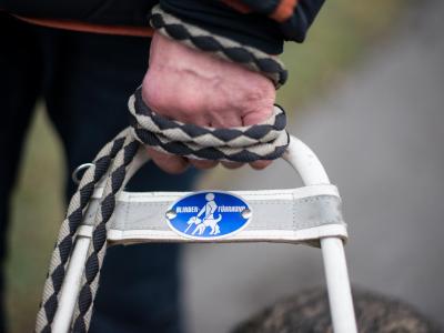 Mit dem Blindenführhund sicher überall hinkommen. Blindenführhund