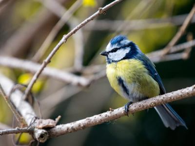 Wer tote oder kranke Meisen findet, sollte dies unter www.NABU.de/meisensterben melden und auch Fotos senden. Blaumeise