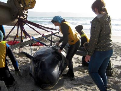 Umweltschützer hoffen, dass die gestrandeten Grindwale mit der Flut am morgigen Dienstagvormittag wieder ins offene Meer zurückschwimmen können. Foto: Foto: Department of Conservation/Archivbild Gestrandet