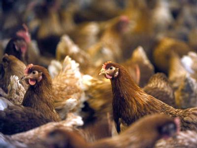 Tausende Legehennen wurden bereits getötet. Legehennen