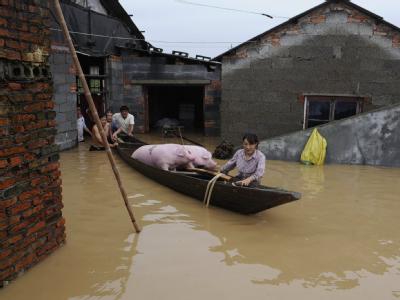 Landwirte retten ihre Schweine vor den Fluten: Rund 200 000 Menschen müssen vor den Überschwemmungen in der chinesischen Küstenprovinz Zhejiang fliehen. Flucht vor dem Wasser